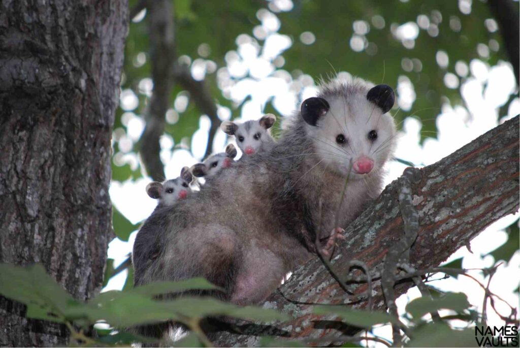 Unique Names for Opossums