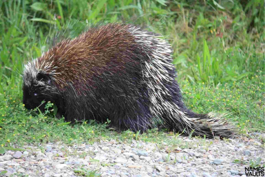 Unique Porcupine Nicknames