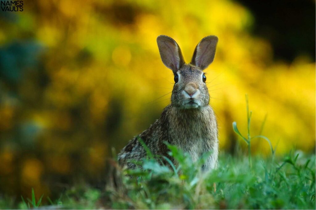 Unique Rabbit Names