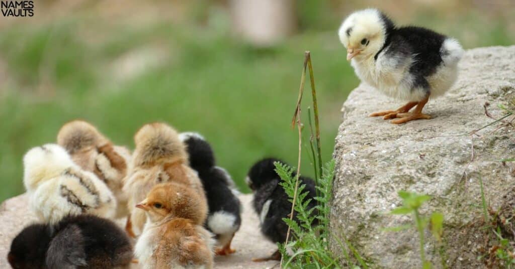 Baby Chicken Names