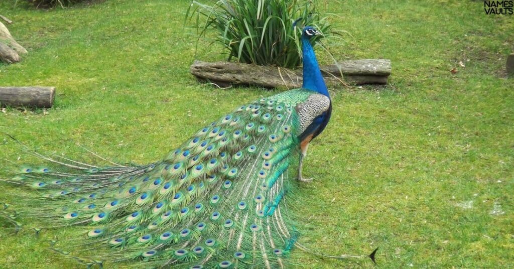 Best Peacock Names with Meaning