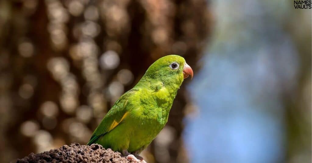 Catchy Green Parrot Names