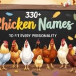 Chicken Names Featured Image