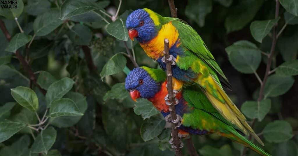 Cool Names for Parrots