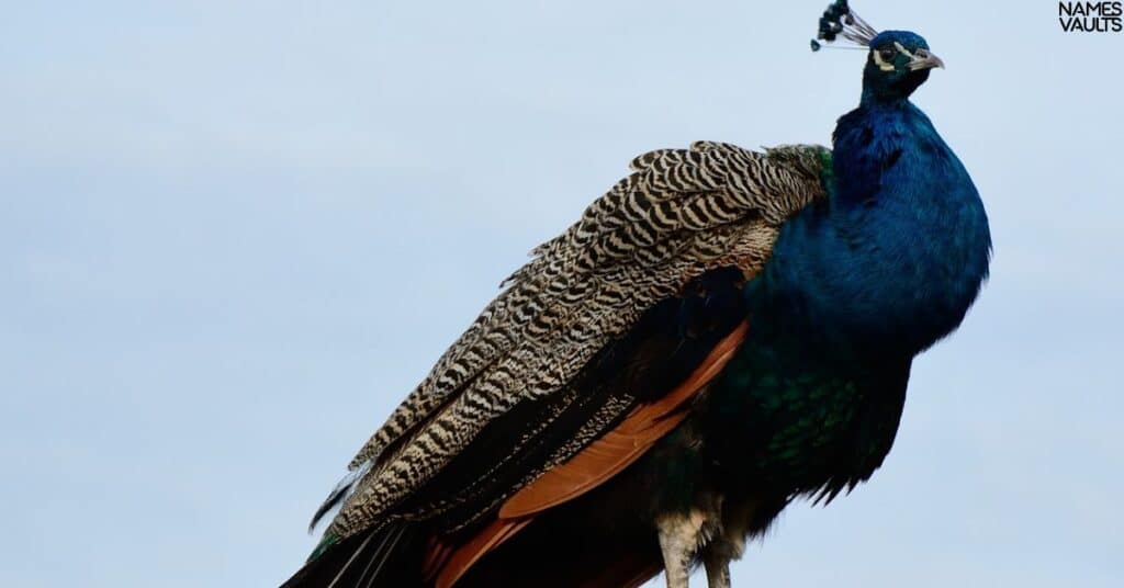 Cool Names for Peacocks