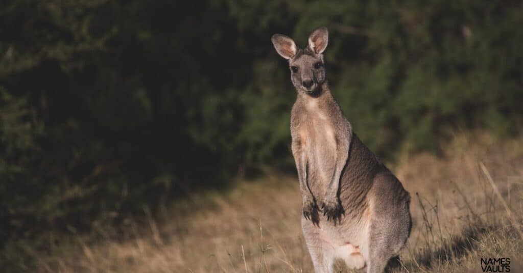 Cute Kangaroo Names