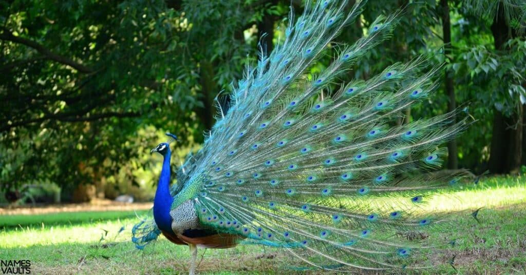 Cute Peacock Names