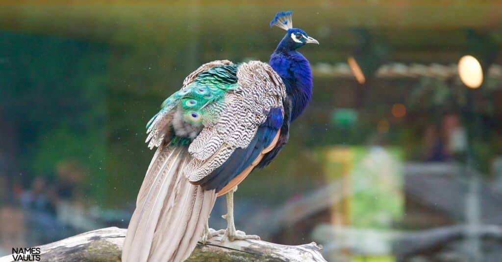 Female Peacock Names