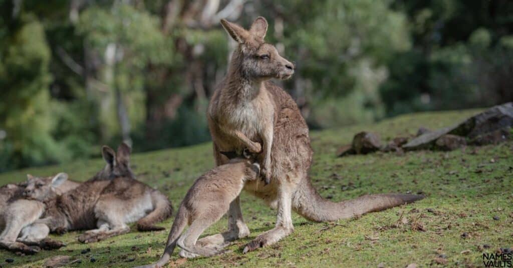 Kangaroo Boy Names