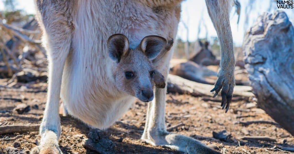 Kangaroo Names in Movies