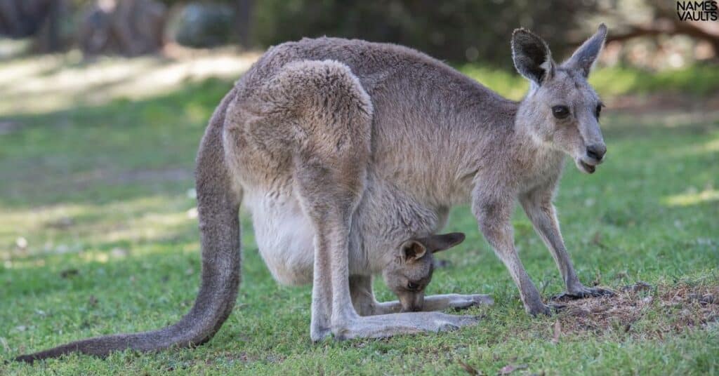 Kangaroo Nicknames