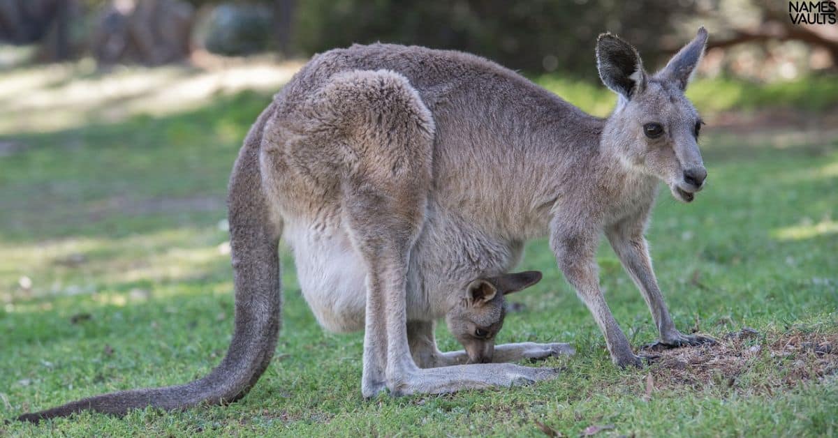 362+ Cute, Funny, and Unique Kangaroo Names - Names Vaults