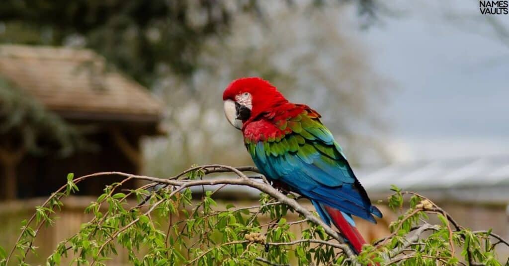 Male Parrot Names