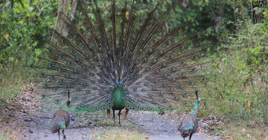 Nicknames for Peacocks That Start with P