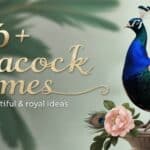 Peacock Names Feature Image