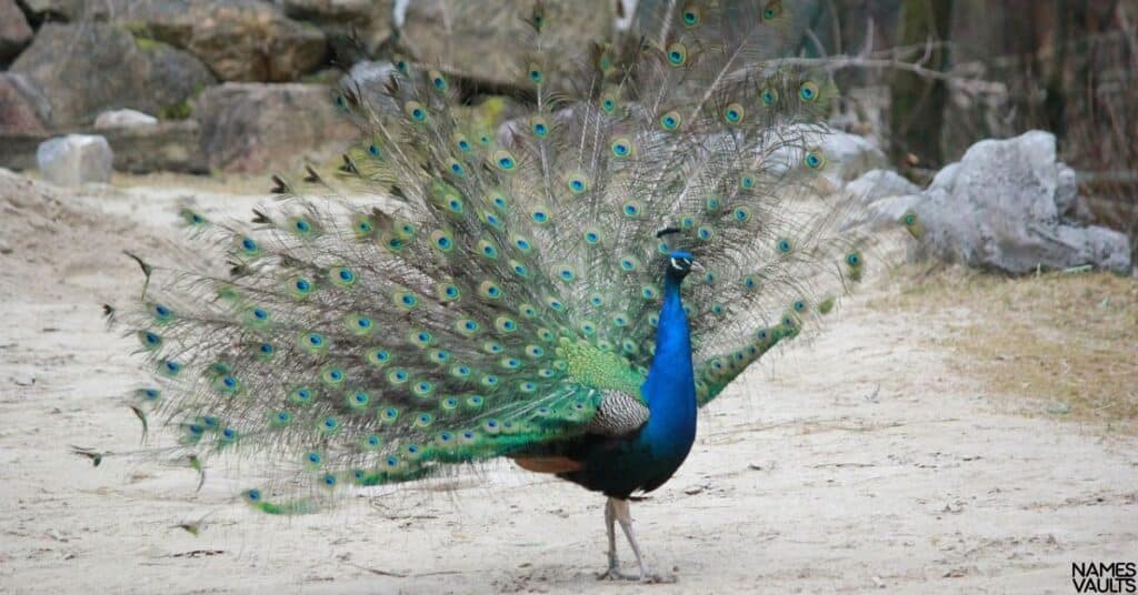 Western Peacock Names