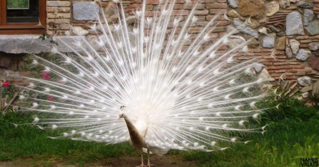 White Peacock Names