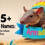 Armadillo Names Feature Image