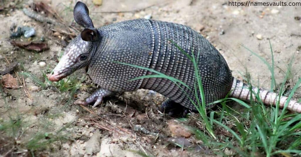 Cool Names for Armadillos