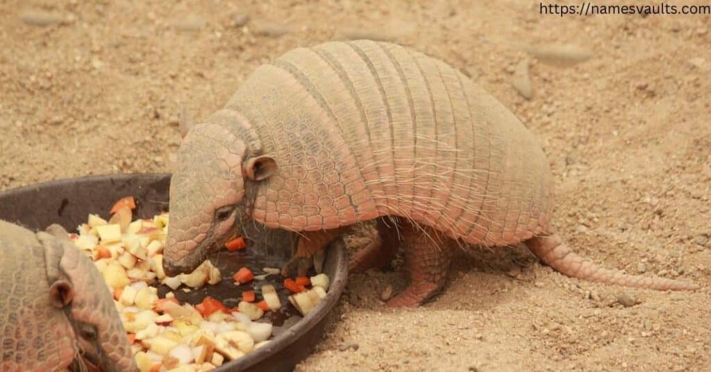 How to Care for Your Armadillo