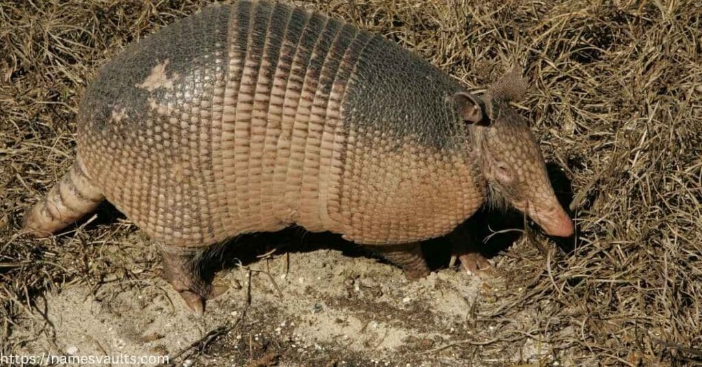 Names that Mean Armadillo