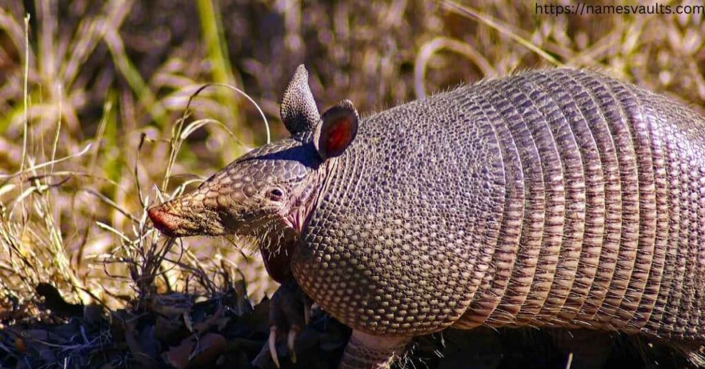 Trendy Armadillo Pet Names